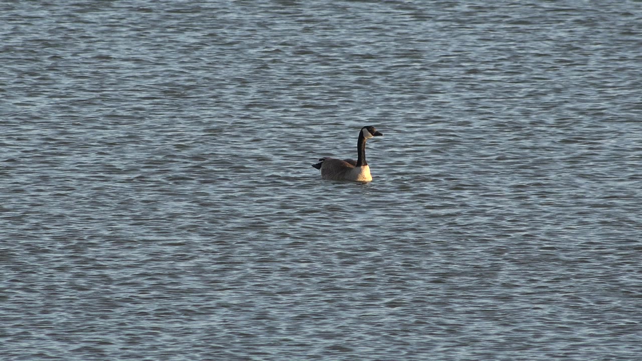 The Canada goose drifts near the center of the frame on open rippled water in Westminster, Colorado, with a dark neck profile and no visible people.