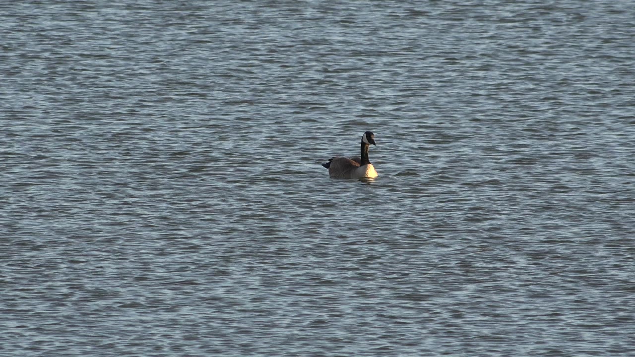 Canada goose on blue gray water