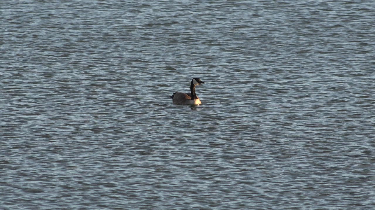 A duck floats near the left side of a wide frame of rippled lake water in Westminster, Colorado, with no visible people.