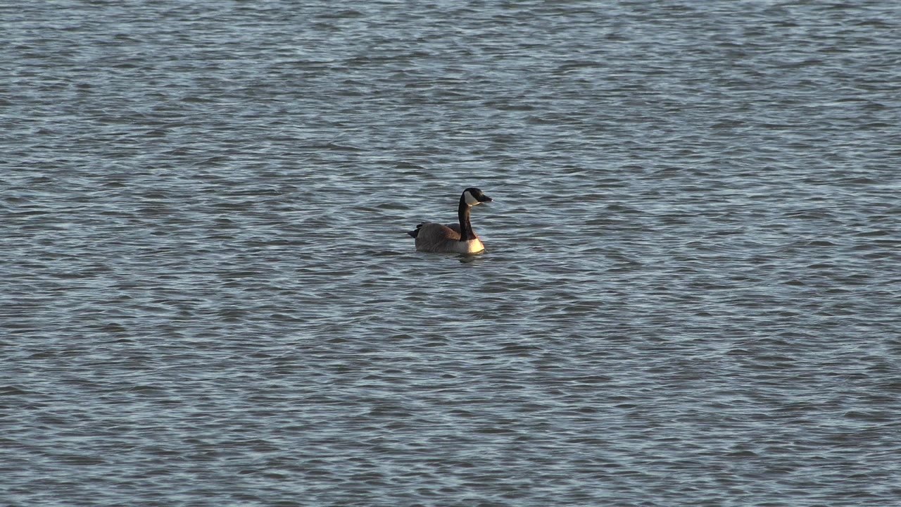 A duck sits closer to the center of the frame on blue gray lake water in Westminster, Colorado, with no visible people.