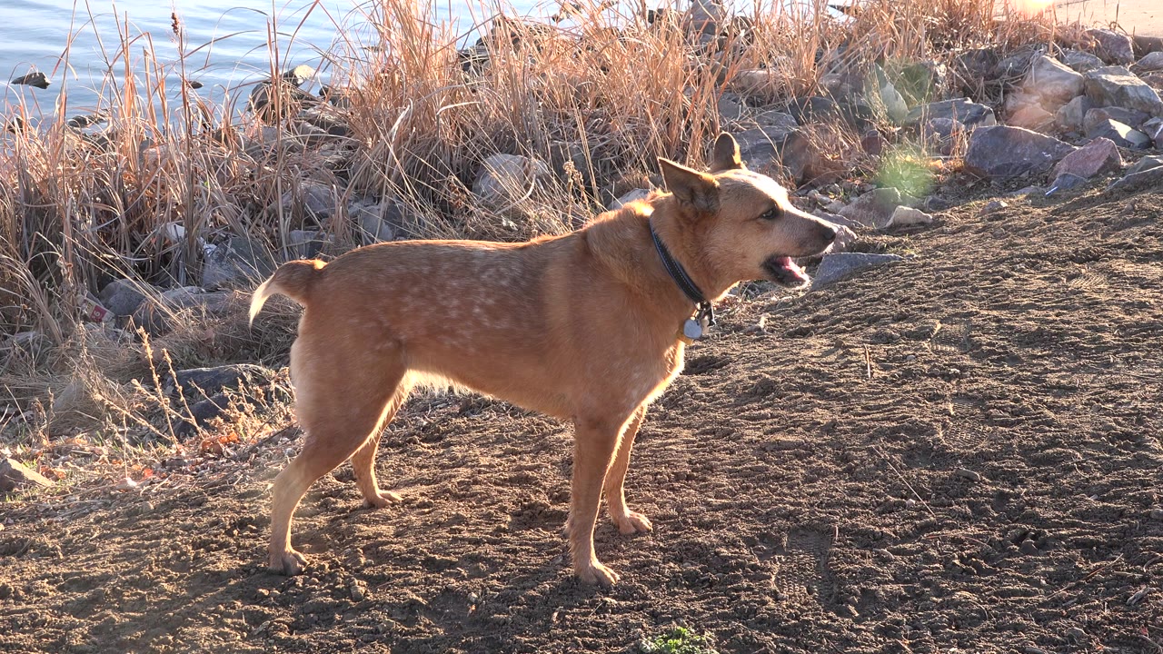 Tan dog standing on dirt beside reeds and water.