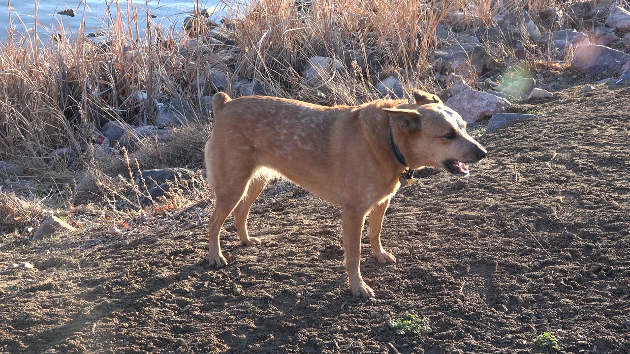 Tan medium-sized dog stands in left profile on bare dirt near dry grass and rocks in Westminster, Colorado, with no visible people.