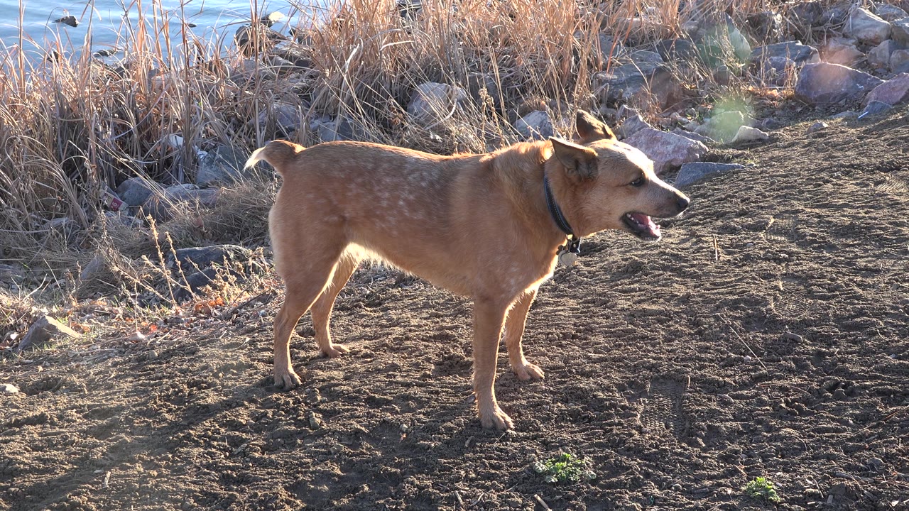 Tan dog side-on in bright low sunlight near dry grass.