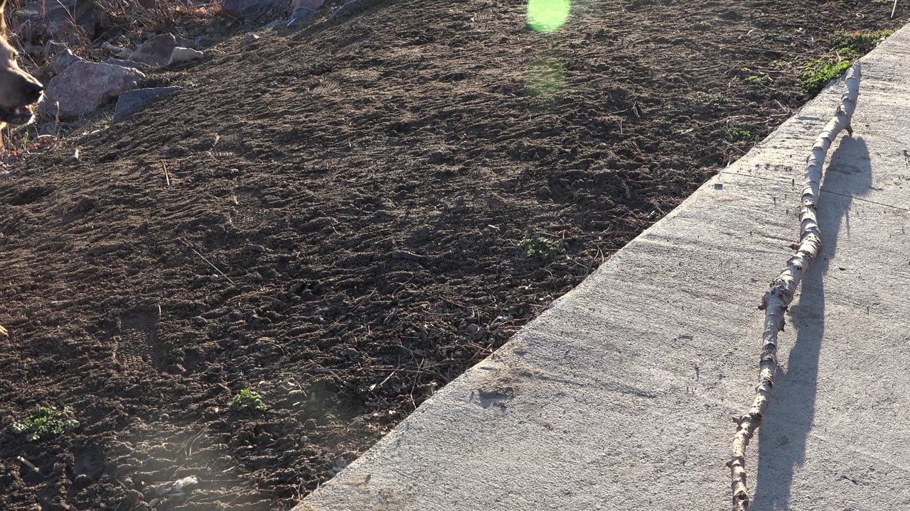 Concrete path, tilled soil, and branch under strong sunlight.