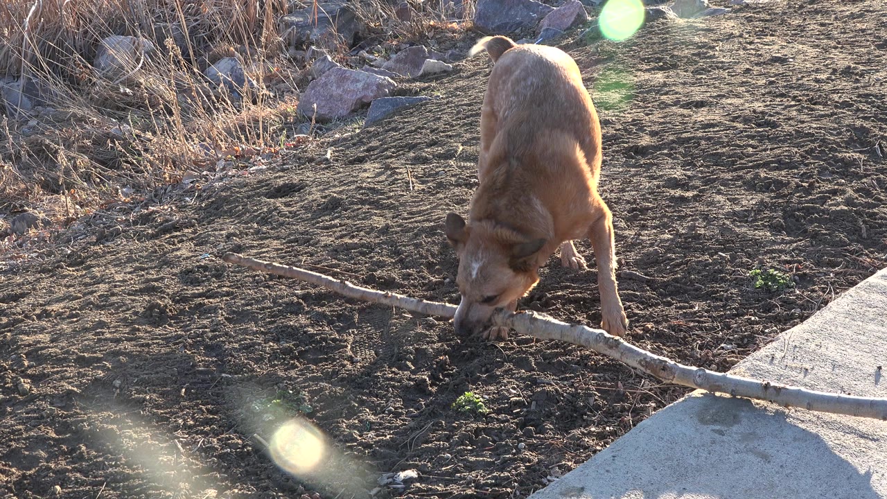 A tan medium-sized dog chews a pale branch on bare dirt beside a concrete path in Westminster, Colorado, with dry grasses and rocks behind and no visible people.