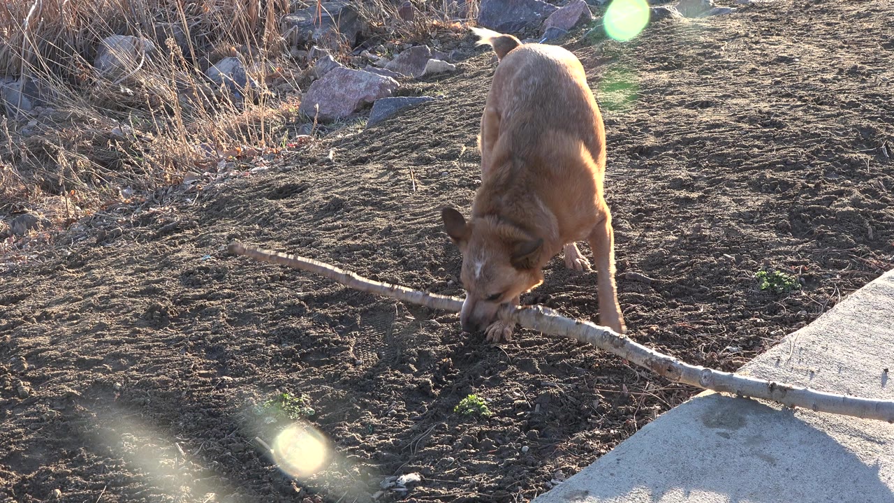 The tan dog keeps its head down on the branch in Westminster, Colorado, with low sunlight, green lens flare, dry landscaping, and no visible people.