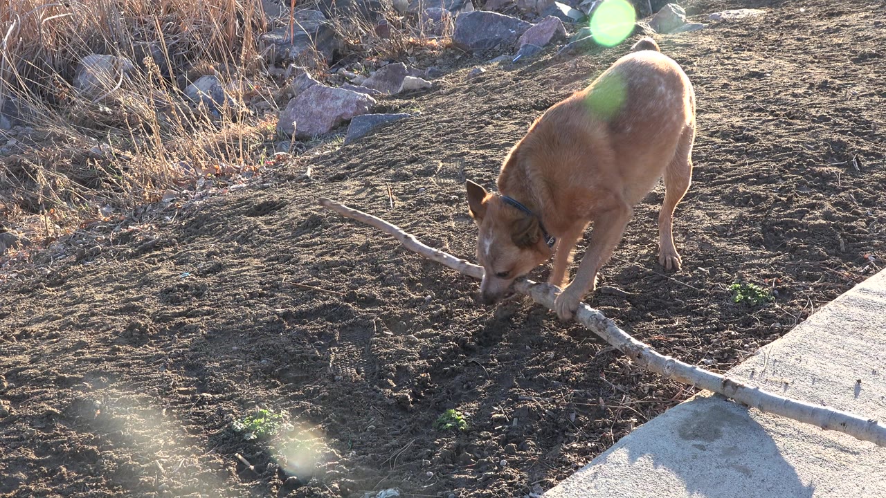 Tan dog stands over a long branch near the concrete walkway.
