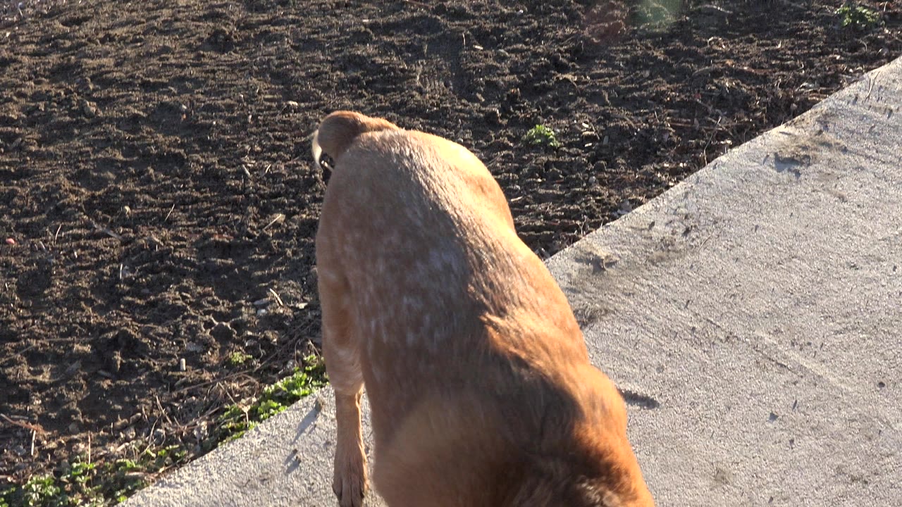 Tan dog partly cropped beside a concrete sidewalk and bare soil.