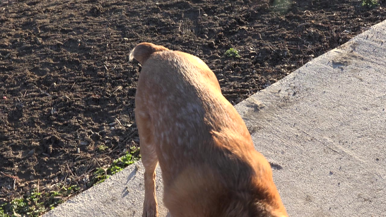 The tan dog remains close to the lower edge of the frame, seen from above near the sidewalk and tilled ground in Westminster, Colorado, with no visible people.