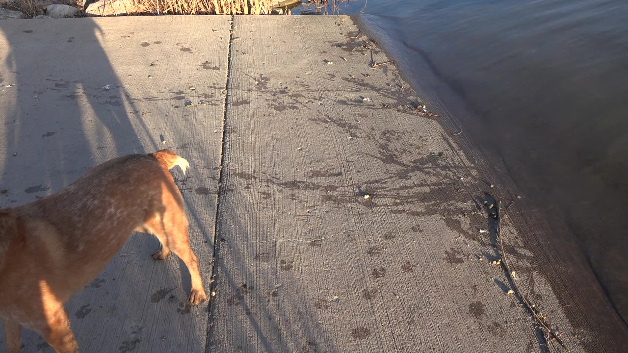 Brown dog partly cropped on a concrete path beside water.