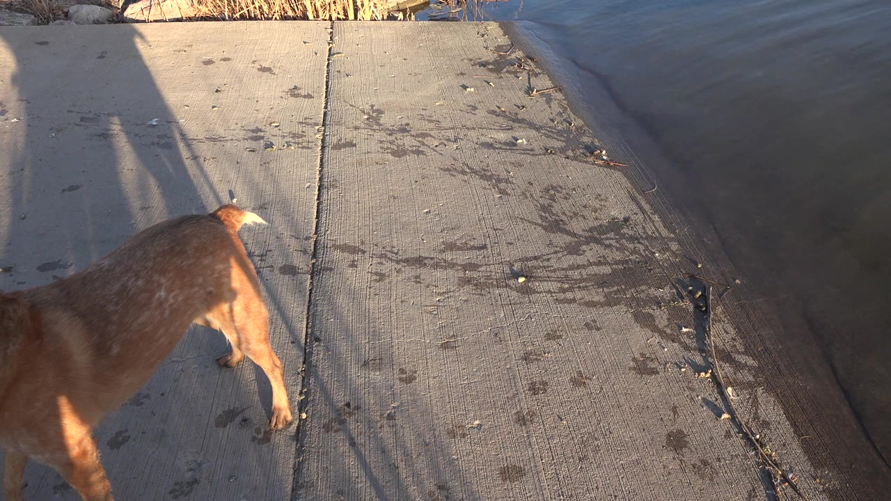 The brown dog remains partly out of frame on the left side of the concrete path in Westminster, Colorado, with dark water along the right edge and no visible people in this frame.