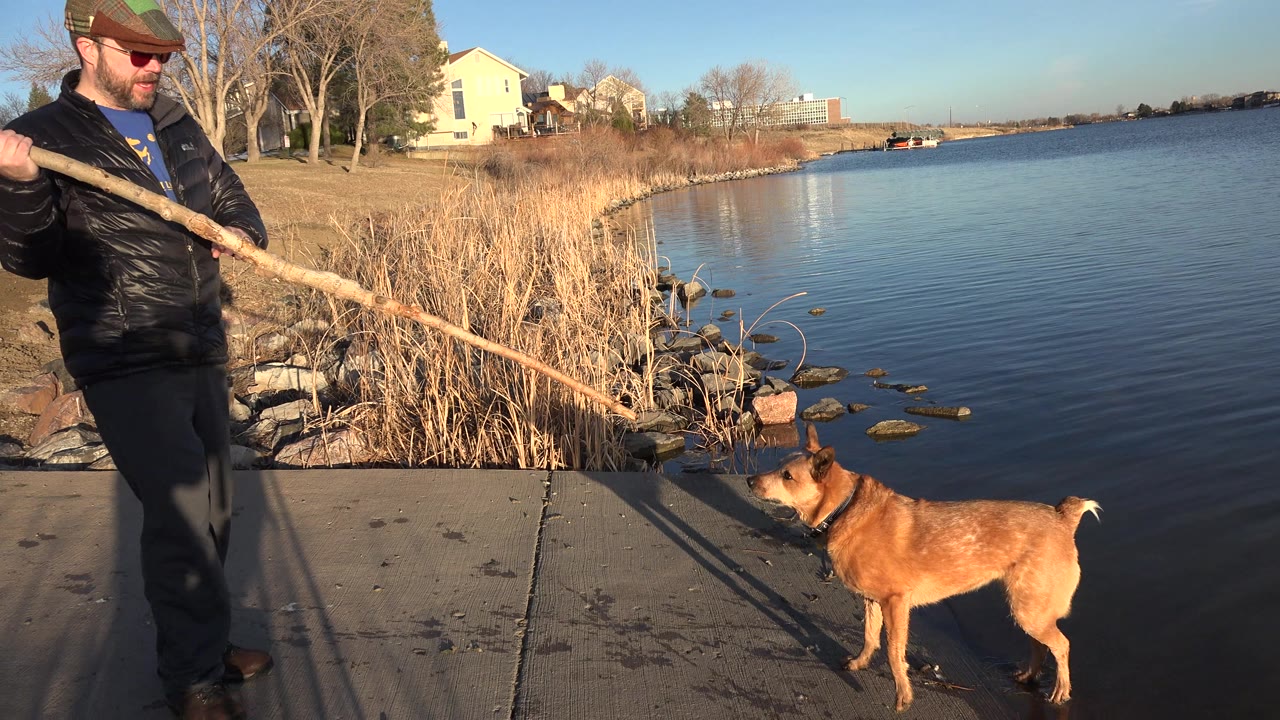 The brown dog stands closer to the water in Westminster, Colorado, looking toward the long stick held by the man on the lakeside concrete.