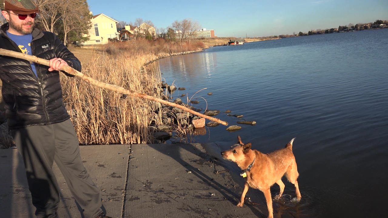 Man extends a long branch while a dog stands at the lake edge.