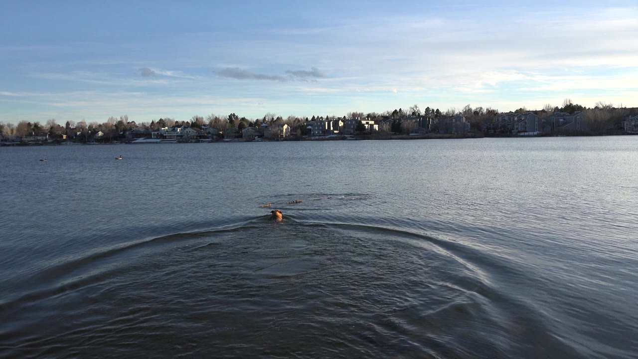 Distant swimmer in a lake with a broad wake and shoreline beyond.