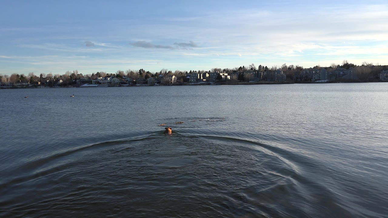 The swimmer remains distant near the center of the Westminster, Colorado lake as layered wake lines widen across the foreground and houses sit along the far shore.
