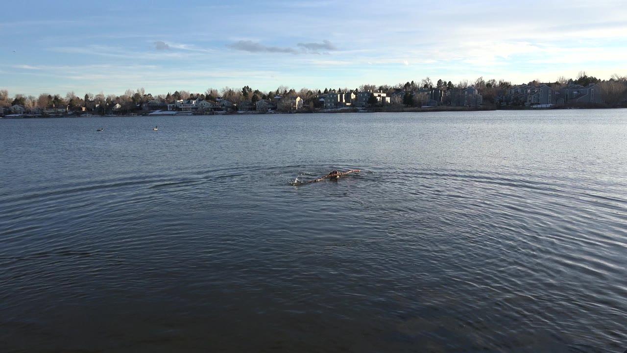 Brown dog swimming in a lake with a long stick in its mouth.