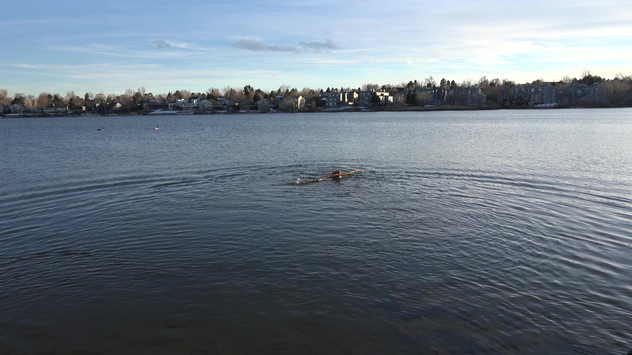 The dog remains mid-lake in Westminster, Colorado with the stick stretched wide across its mouth, darker ripples trailing behind it, and no visible people.