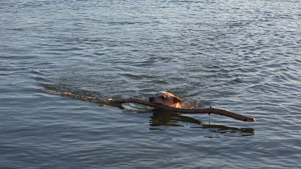 At 0:00, a tan dog in Westminster, Colorado swims near the lower center of the frame while holding a long tree branch, with no visible people.
