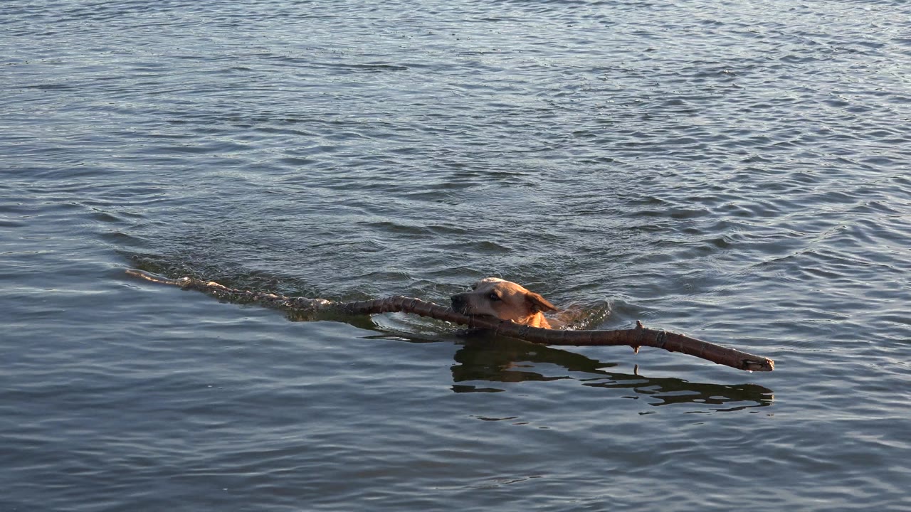 At 0:01, the dog remains low in the water in Westminster, Colorado, with the branch stretched across the foreground and small waves behind it, with no visible people.