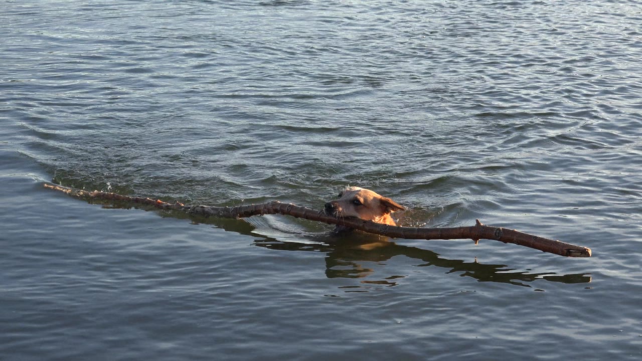 Dog's head above water while gripping a tree branch.