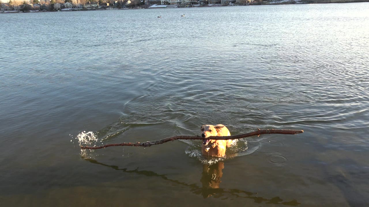 Brown dog in lake water carrying a long branch