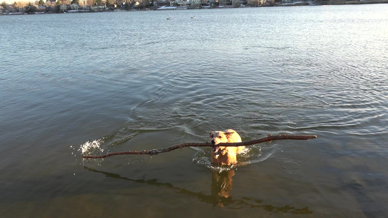 The brown dog splashes forward with the branch still held in its mouth, low sunlight catching droplets and small waves on the Westminster, Colorado lake, with no visible people.