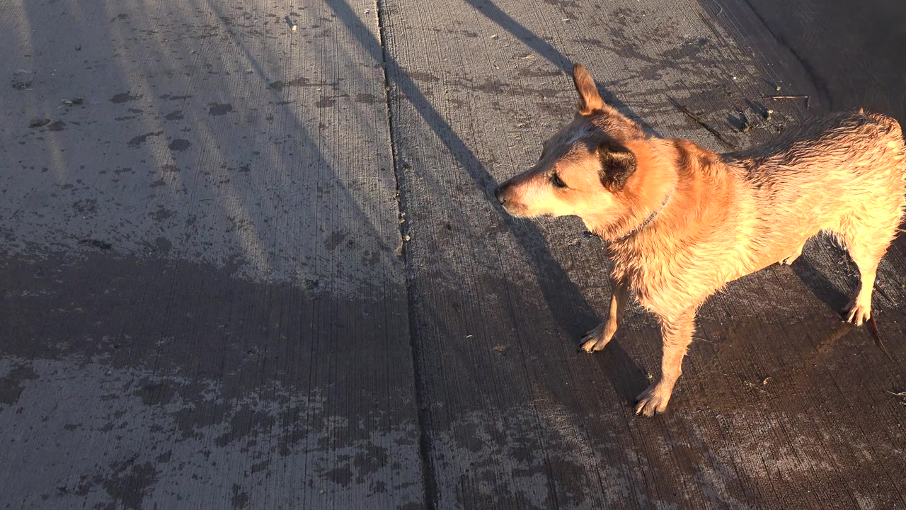 Wet tan dog stands on a sunlit concrete surface near a lake in Westminster, Colorado, with long shadows crossing the ground and no visible people in this frame.