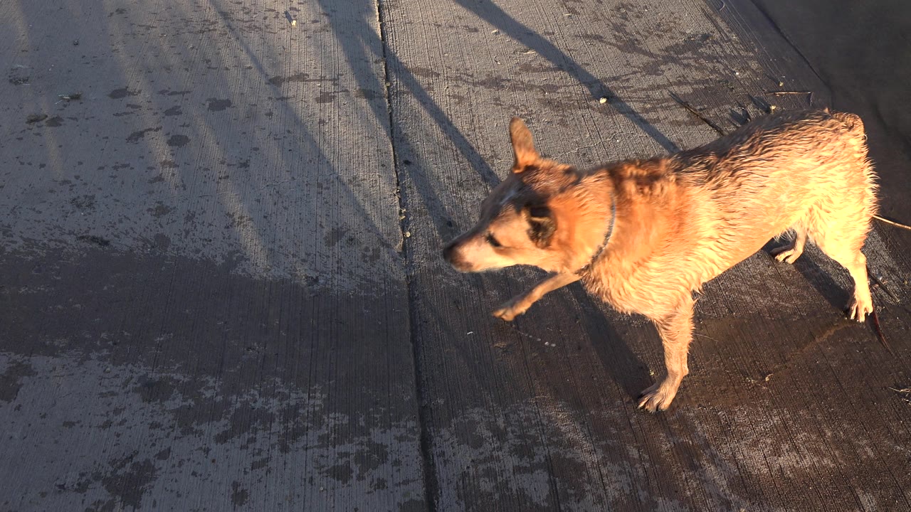 Wet dog walking across concrete