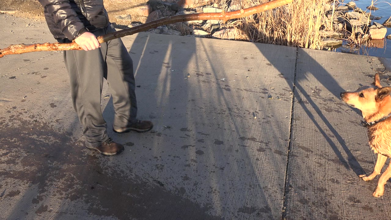Partially visible man holding a long stick toward a tan dog on a concrete lakeshore.
