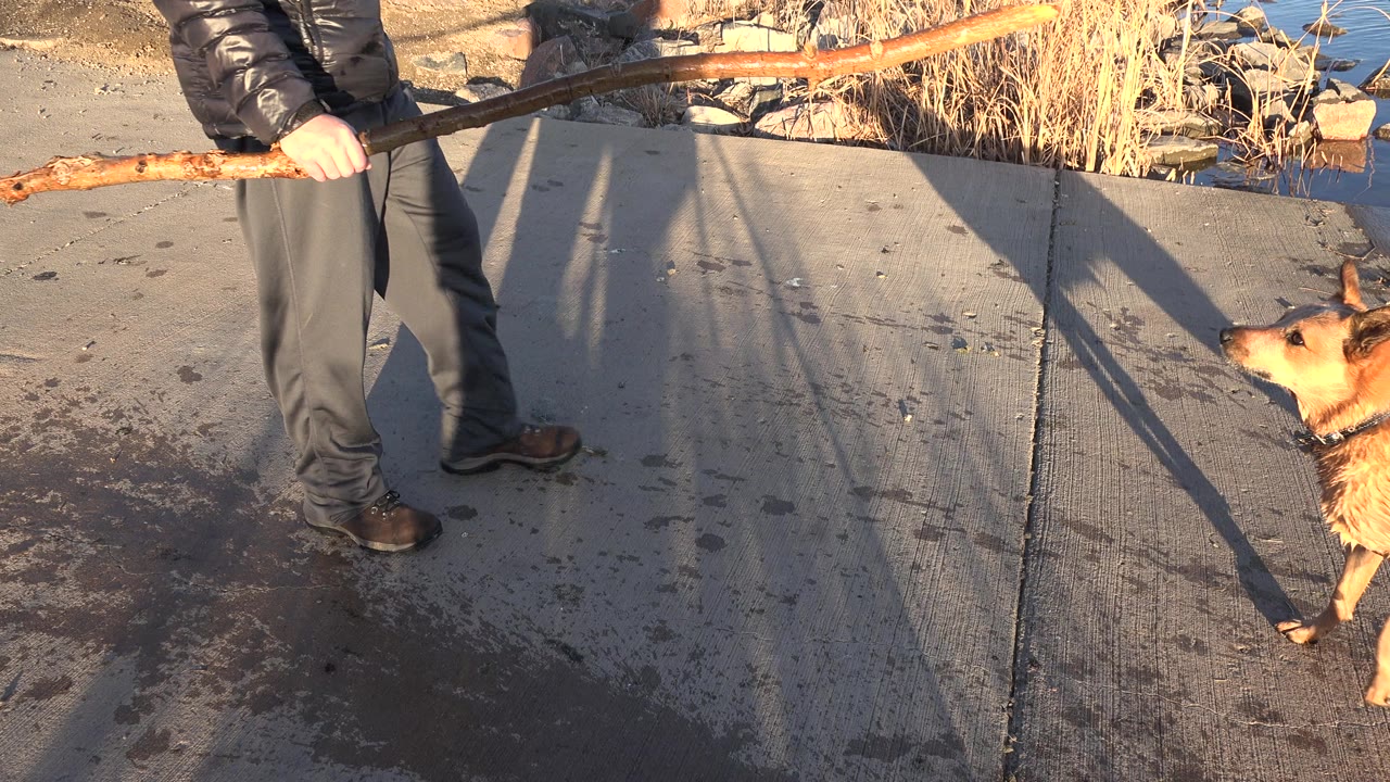 In Westminster, Colorado, the man remains cropped at the torso as the long stick reaches toward the tan dog beside the concrete lakeshore.