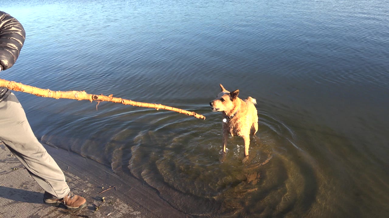 Dog in shallow lake water facing a stick held from shore.