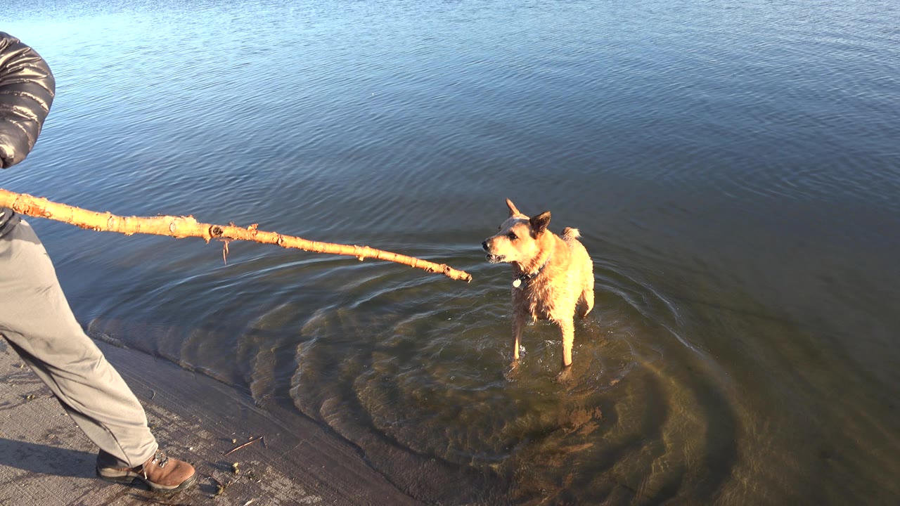 The dog remains in shallow water near the shoreline in Westminster, Colorado while the stick extends over the rippled surface from the left side of frame.