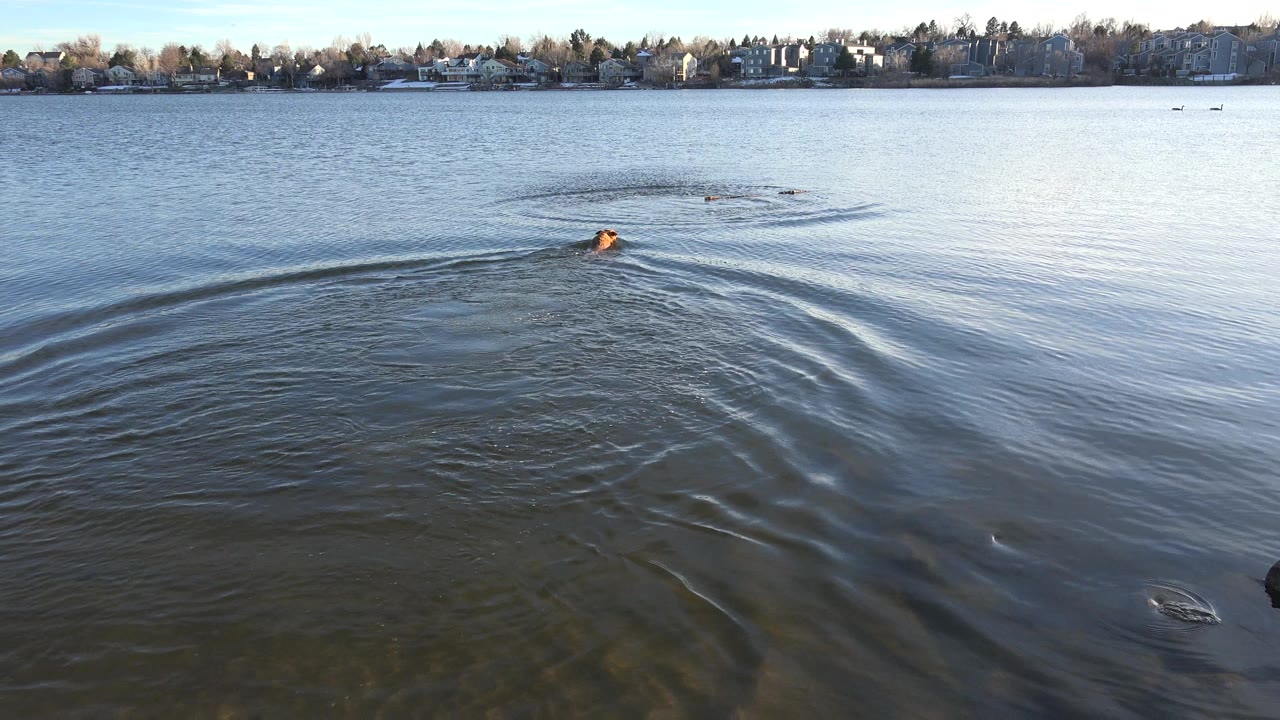 Small brown form swimming across a lake with ripples spreading behind it.