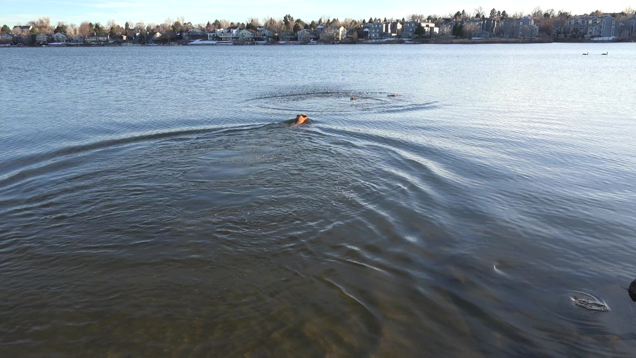 At 0:01, the brown shape sits slightly farther across the Westminster lake as wake lines fan through the foreground water, with houses and leafless trees on the horizon and no visible people.