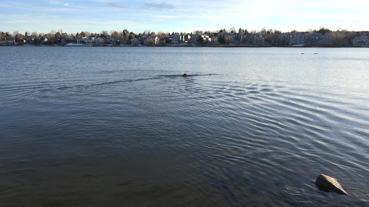 Wide view of a dog swimming across a Westminster, Colorado lake, with ripples spreading over blue water, a shoreline of trees and houses in the distance, a rock near the lower right edge, and no visible people.
