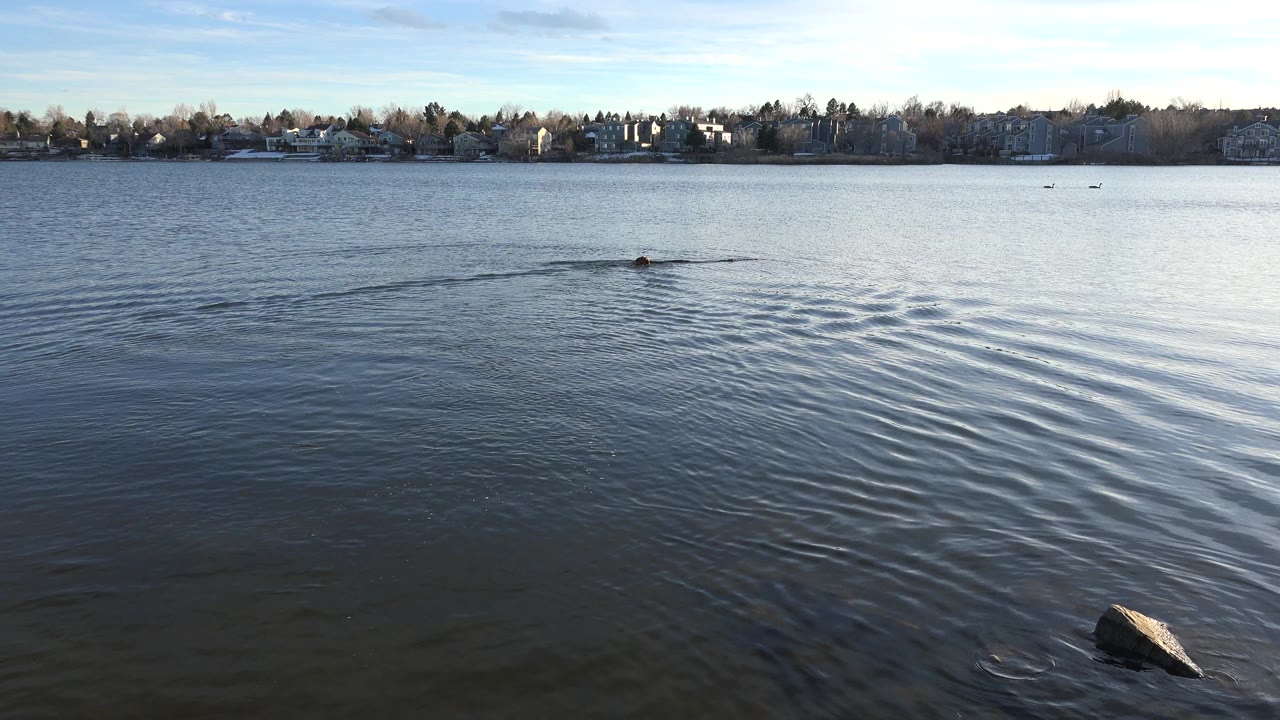 The dog remains small in the midground of the Westminster, Colorado lake as its wake trails behind it, with low shoreline homes and bare trees under a pale sky, and no visible people.
