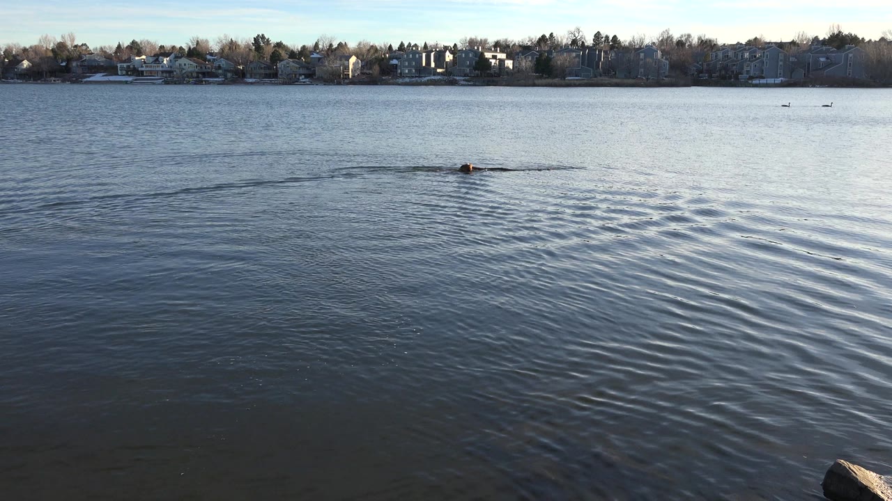 Dog swimming closer to camera on a calm lake