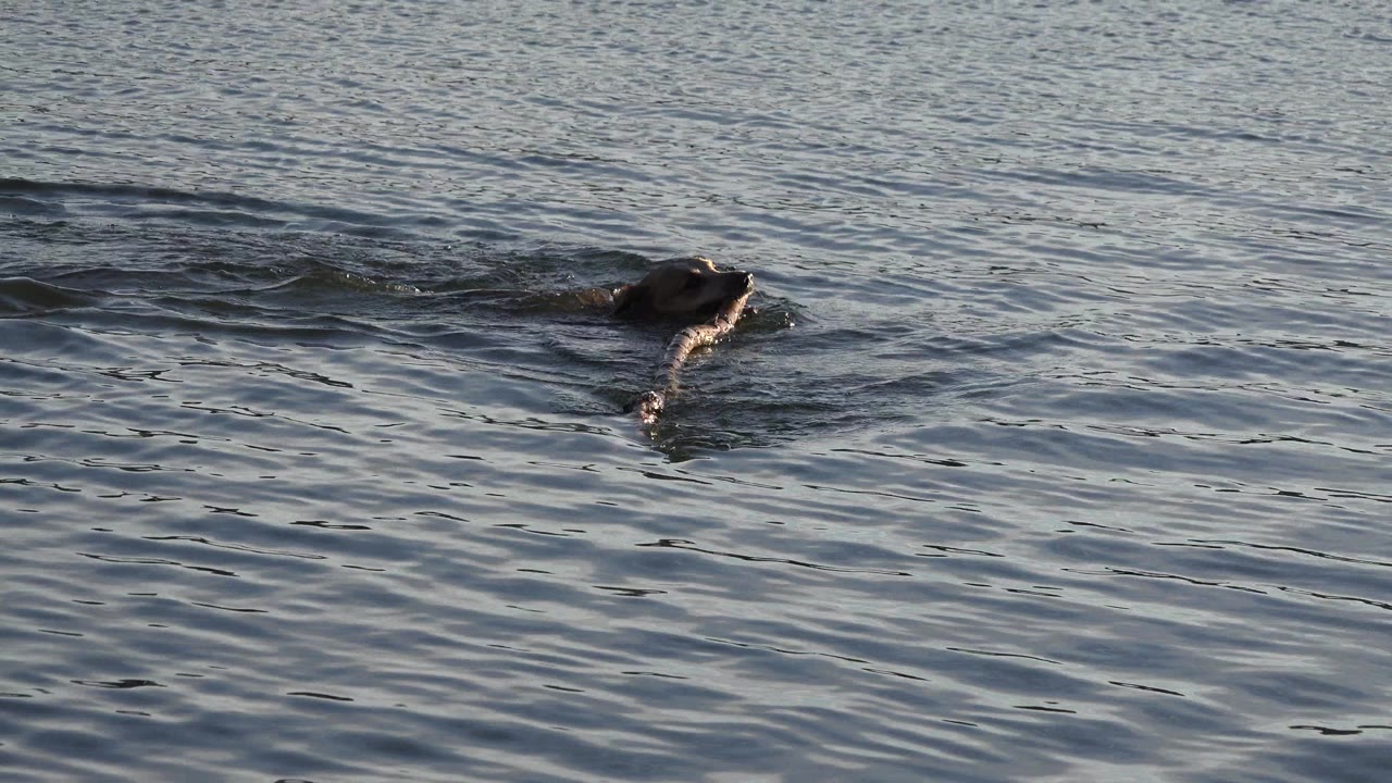A dog swims away across rippled lake water in Westminster, Colorado, with its head and back partly above the surface and no visible people.