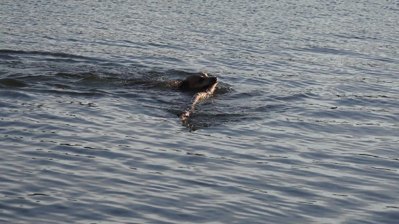 The dog continues paddling across the Westminster lake, farther into the frame with a narrow wake trailing through blue-gray water and no visible people.