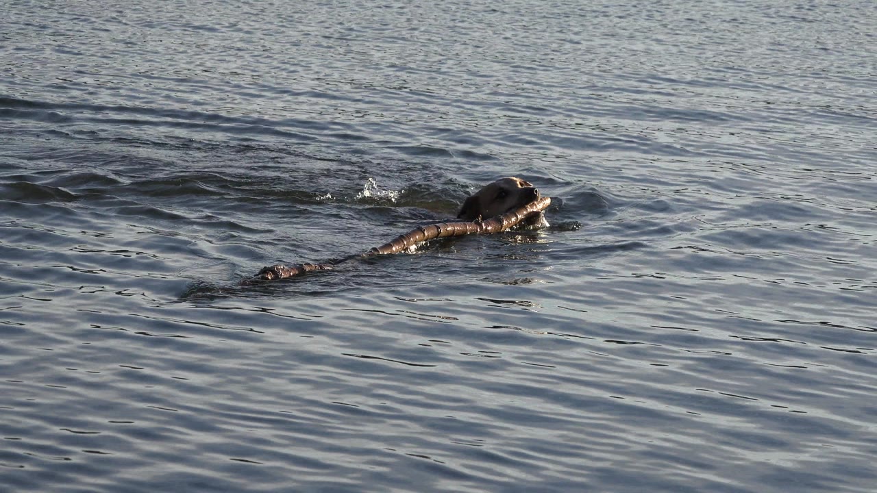 Dog head above lake water while swimming