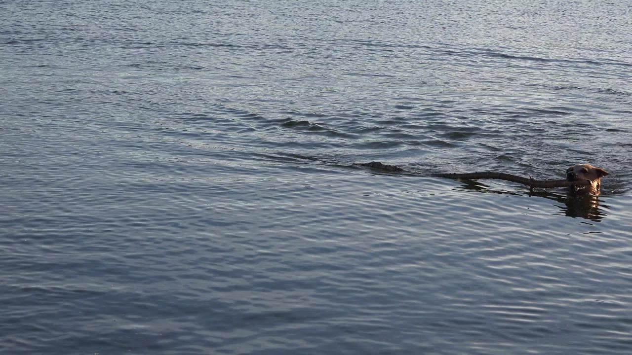 At 0:00 in Westminster, Colorado, a brown dog swims across blue rippled water while carrying a long twig, with no visible people.
