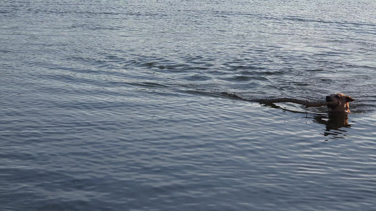 Dog near the right side of frame carrying a twig through water