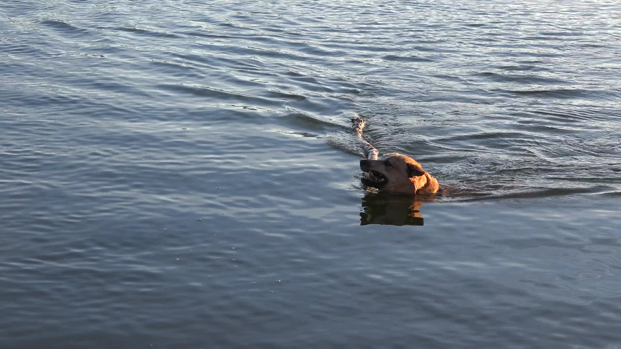 A brown dog swims in Westminster, Colorado water with a tree branch held above its head, surrounded by small ripples and no visible people.