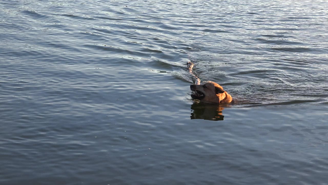 The dog continues swimming in Westminster, Colorado with the branch angled upward, its head lit by sun while blue-gray water fills the frame and no visible people appear.