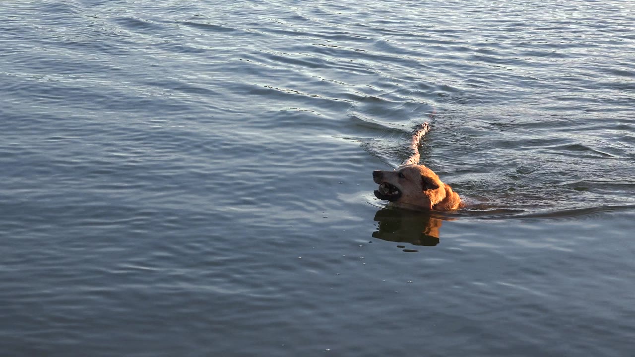 Dog swimming across water while holding a long branch.