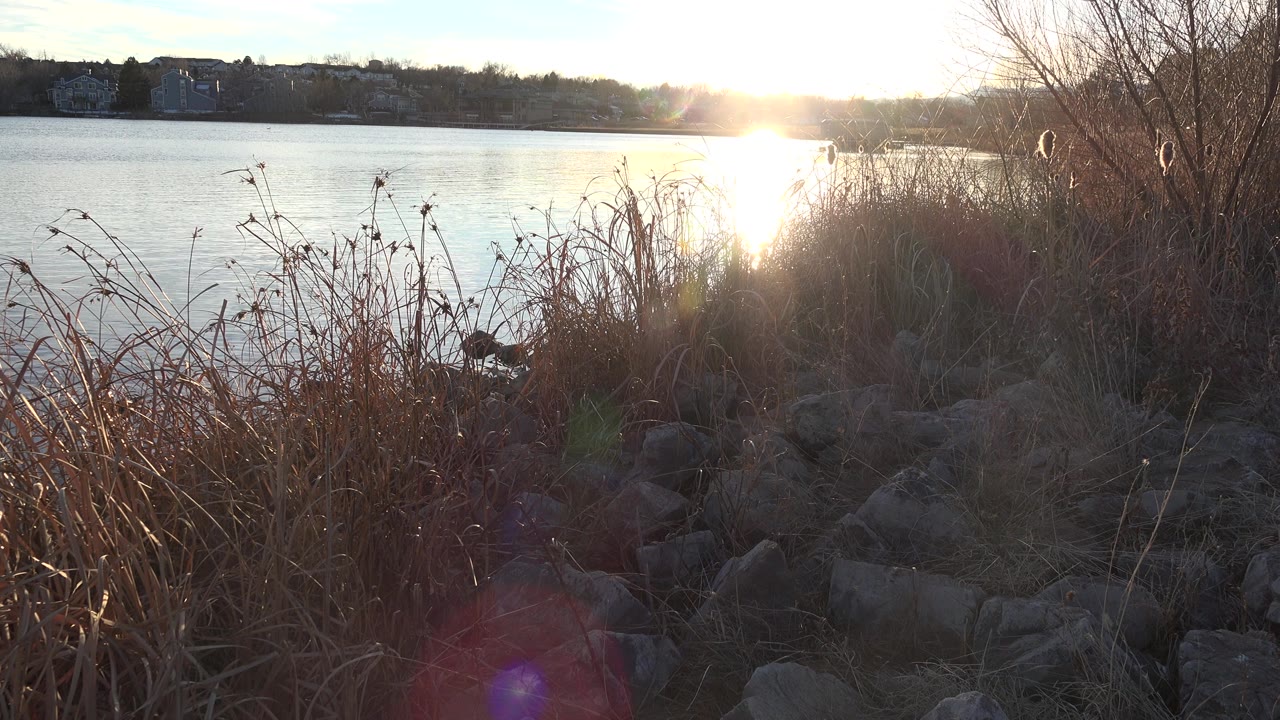 Sunlit water behind dry reeds and shoreline rocks.