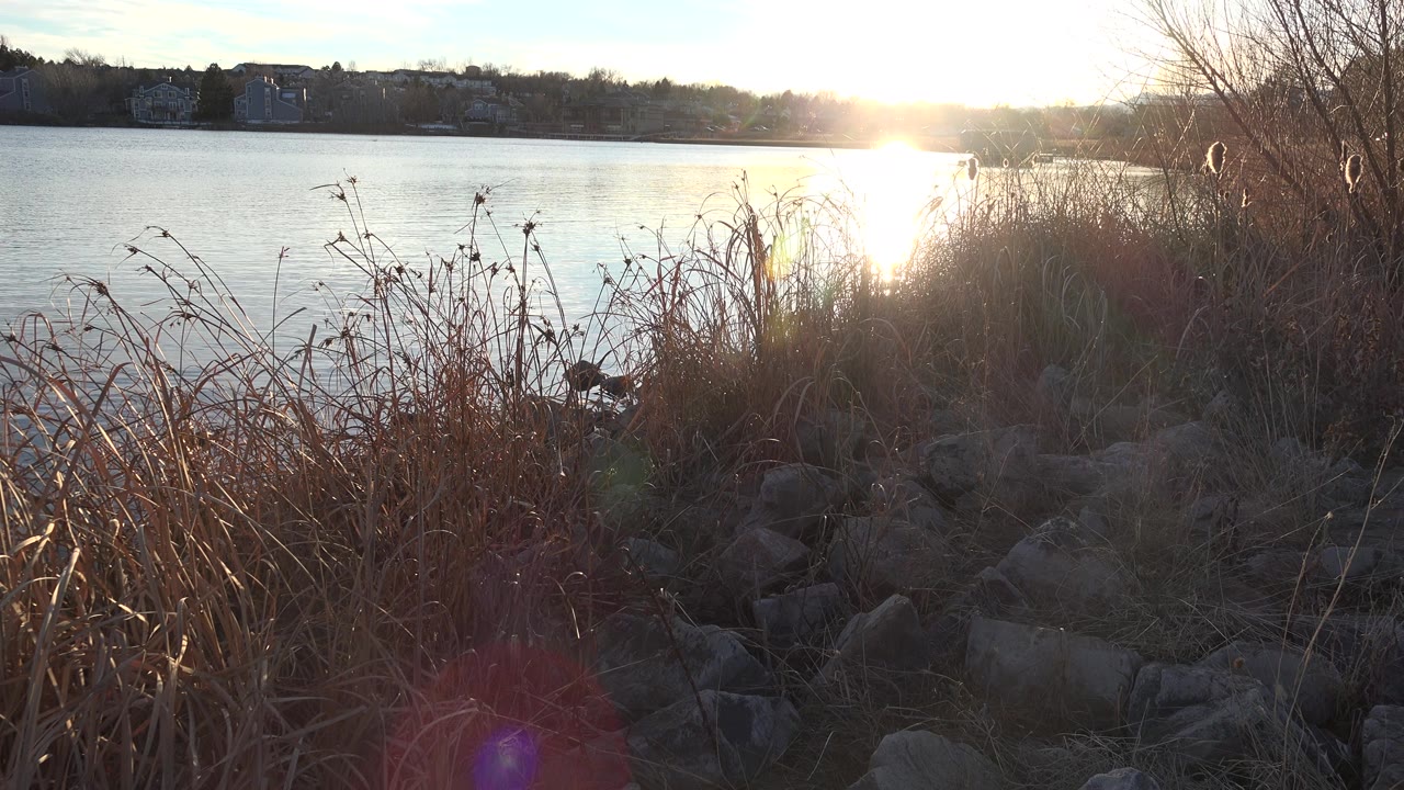 Dry reeds and rocks beside sunlit water