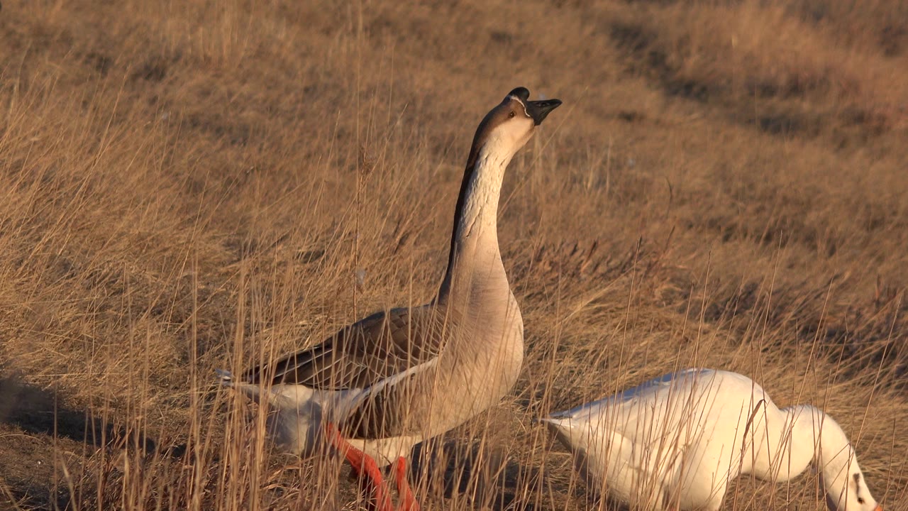 Two geese are partly hidden by tall dry grass in Westminster, Colorado, with one long-necked bird standing upright and no visible people.