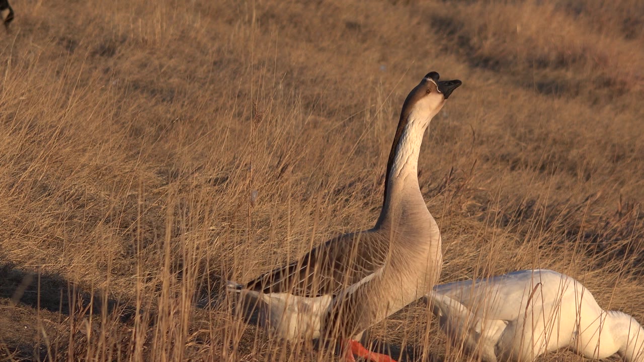 Goose standing in profile while another bird bends down in grass.
