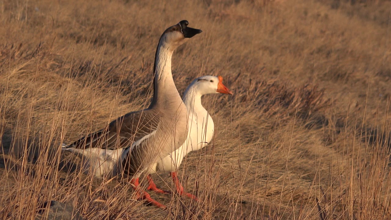 Two geese stand close together in dry grass on a Westminster, Colorado hillside, one dark-headed goose upright and one white goose facing right, with no visible people.